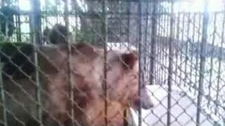 Медведь напугал - смотреть видео (0:31)