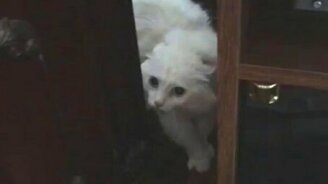 Говорящая кошка - смотреть видео (2:01)