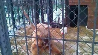 Кунг-фу медведь - смотреть видео (0:55)