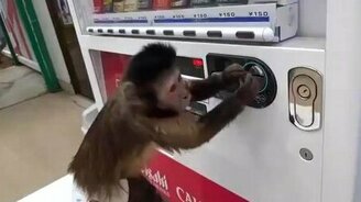 Мартышка покупает сок - смотреть видео (1:19)