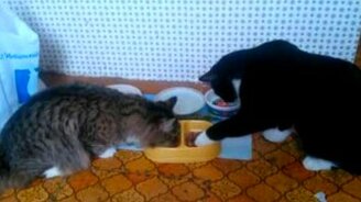 Кот-интеллигент за трапезой - смотреть видео (0:21)