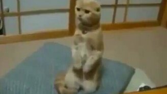 Подборка приколов про собак и кошек - смотреть видео (6:23)