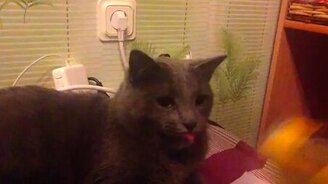Забавный кошачий рефлекс с языком - смотреть видео (0:37)