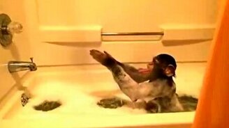 Шимпанзе принимает ванну - смотреть видео (1:03)