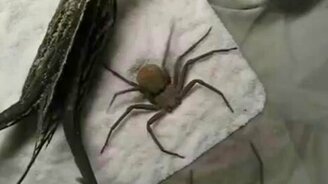 Был паук - и не стало - смотреть видео (0:29)