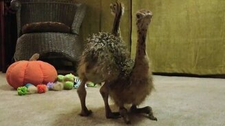 Страусёнок засыпает - смотреть видео (1:44)