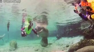 Поздоровалась за руку с морской коровой - смотреть видео (0:50)