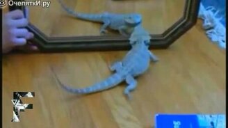 Шокированные и прикольные животные - смотреть видео (9:37)