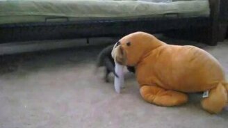 Выдра играет с моржом - смотреть видео (3:25)