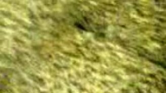 Монстр из дивана - смотреть видео (1:37)