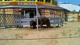 Слоны-шутники - смотреть видео (0:41)