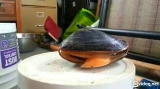 Нога как язык - смотреть видео (1:16)