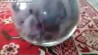 Котяра в фужере - смотреть видео (1:16)