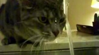 Кот охлаждается - смотреть видео (2:56)