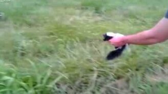 Приручил дикого скунса - смотреть видео (2:57)