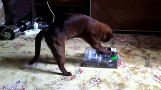 Усердный кот и упаковка - смотреть видео (0:49)