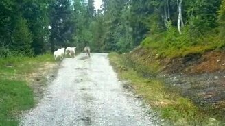 Мать ягнят против волка - смотреть видео (0:53)