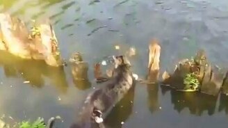 Кот рыболов - смотреть видео (0:48)