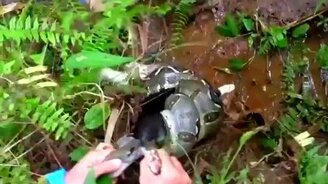 Спас кота от удава - смотреть видео (0:57)