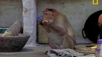 Вся сущность обезьян - смотреть видео (2:01)