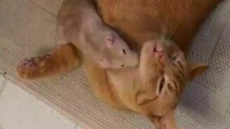 Крысиная любовь - смотреть видео (1:18)