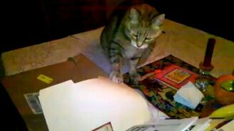 Кота вставляет - смотреть видео (2:32)