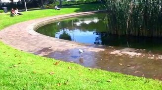 Чайка отбивает чечётку - смотреть видео (0:19)