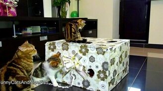 Котятки и коробка - смотреть видео (2:10)