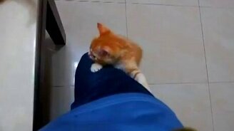 Кошачий лифт - смотреть видео (0:48)