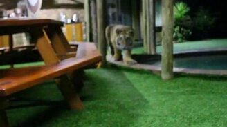 Ну напугал, чёрт! - смотреть видео (2:03)