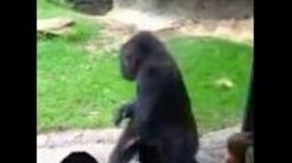 Горилла напугала детей - смотреть видео (0:21)