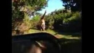 Жираф гонится за туристами - смотреть видео (0:48)