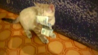 Котёнок стырил тысячу рублей - смотреть видео (0:59)