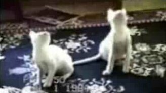 Прикольная видеоподборка с кошками - смотреть видео (3:53)