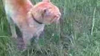 Рыжик атакует - смотреть видео (0:44)