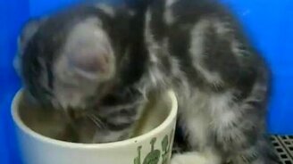 Уснул в чашке - смотреть видео (1:01)