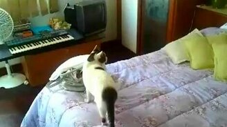 Кот и домашний телефон - смотреть видео (0:22)