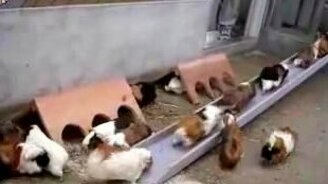 Все домой! - смотреть видео (0:33)