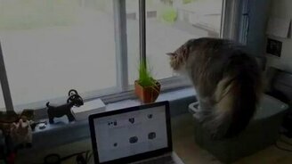 Внезапный кот за стеклом - смотреть видео (0:32)