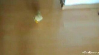 Утёнок меня преследует - смотреть видео (1:55)