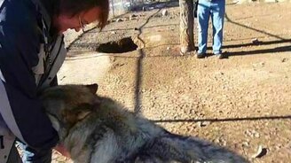 Счастливый волк атакует - смотреть видео (2:33)