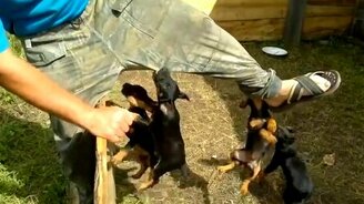 Беспощадные терьеры - смотреть видео (1:17)