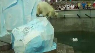 Белый медведь и канистра - смотреть видео (0:06)