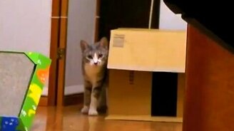 Застывший котяра - смотреть видео (1:13)