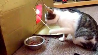 Кот ест, как человек! - смотреть видео (0:21)