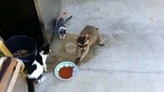 Енот ворует еду у кошек - смотреть видео (1:16)