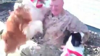 Как собаки радуются возвращению хозяев - смотреть видео (3:31)