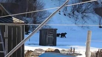 Тётя Зина против медведей - смотреть видео (0:48)