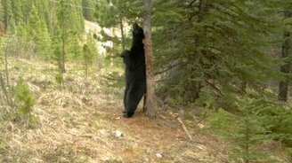 Что происходит в лесу, когда нас там нет - смотреть видео (2:18)