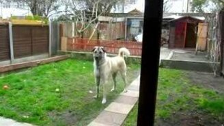 Ты вернулся! - смотреть видео (0:29)